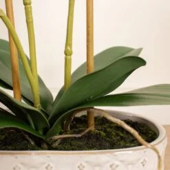 Artificial White Phalaenopsis Orchid In Oval Ceramic Plant Pot -DUNELM Furniture Shop 30913551 alt02