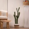 Artificial Euphorbia Cactus In Black Plastic Plant Pot -DUNELM Furniture Shop 30913568