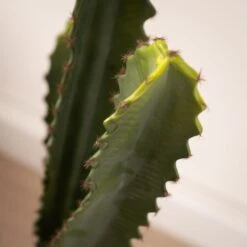 Artificial Euphorbia Cactus In Black Plastic Plant Pot -DUNELM Furniture Shop 30913568 alt02