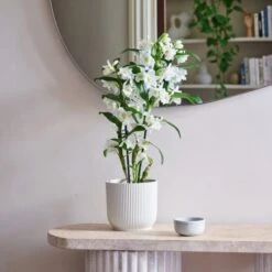Dendrobium Bamboo Orchid House Plant In Vibes Pot -DUNELM Furniture Shop 30920698
