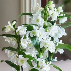 Dendrobium Bamboo Orchid House Plant In Vibes Pot -DUNELM Furniture Shop 30920698 alt01