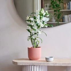 Dendrobium Bamboo Orchid House Plant In Vibes Pot -DUNELM Furniture Shop 30920699