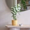 Dendrobium Bamboo Orchid House Plant In Vibes Pot -DUNELM Furniture Shop 30920700