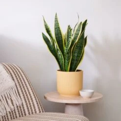 Snake House Plant In Elho Pot -DUNELM Furniture Shop 30920754