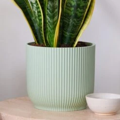 Snake House Plant In Elho Pot -DUNELM Furniture Shop 30920756 alt02