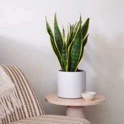 Snake House Plant In Capri Pot -DUNELM Furniture Shop 30920757