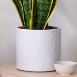 Snake House Plant In Capri Pot -DUNELM Furniture Shop 30920757 alt02