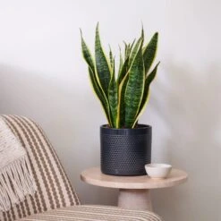 Snake House Plant In Capri Pot -DUNELM Furniture Shop 30920758