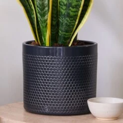 Snake House Plant In Capri Pot -DUNELM Furniture Shop 30920758 alt02