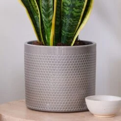 Snake House Plant In Capri Pot -DUNELM Furniture Shop 30920759 alt02