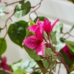 Artificial Purple Bougainvillea Tree In Black Plastic Plant Pot -DUNELM Furniture Shop 30926167 alt01