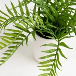 Set Of 2 Artificial Ferns In Ceramic Plant Pots -DUNELM Furniture Shop 30958178 alt02