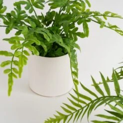 Set Of 2 Artificial Ferns In Ceramic Plant Pots -DUNELM Furniture Shop 30958178 alt03