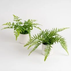 Set Of 2 Artificial Ferns In Ceramic Plant Pots -DUNELM Furniture Shop 30958178 alt04