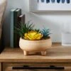 Artificial Succulents In Terracotta Footed Plant Pot -DUNELM Furniture Shop 30958642