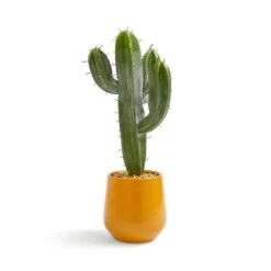 Sunbeam Artificial Cactus In Ceramic Plant Pot -DUNELM Furniture Shop 30959615 alt01