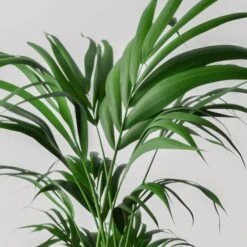 Kentia Palm House Plant In Elho Pot -DUNELM Furniture Shop 30963512 alt01