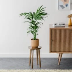 Kentia Palm House Plant In Elho Pot -DUNELM Furniture Shop 30963513