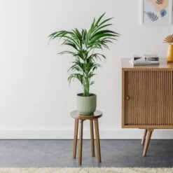 Kentia Palm House Plant In Elho Pot -DUNELM Furniture Shop 30963514