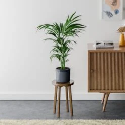 Kentia Palm House Plant In Capri Pot -DUNELM Furniture Shop 30963515