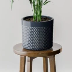 Kentia Palm House Plant In Capri Pot -DUNELM Furniture Shop 30963515 alt02
