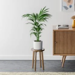 Kentia Palm House Plant In Capri Pot -DUNELM Furniture Shop 30963516