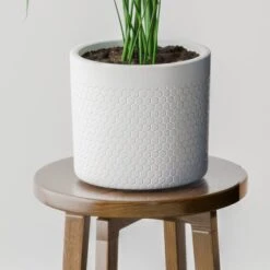 Kentia Palm House Plant In Capri Pot -DUNELM Furniture Shop 30963516 alt02