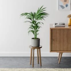 Kentia Palm House Plant In Capri Pot -DUNELM Furniture Shop 30963517