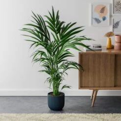 Kentia Palm House Plant In Elho Pot -DUNELM Furniture Shop 30963521