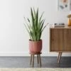 Snake House Plant In Elho Pot -DUNELM Furniture Shop 30963562