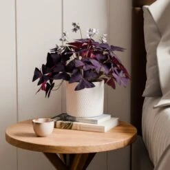 Oxalis House Plant In Ribbed Ceramic Pot -DUNELM Furniture Shop 30963585