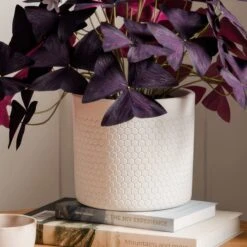 Oxalis House Plant In Ribbed Ceramic Pot -DUNELM Furniture Shop 30963585 alt02