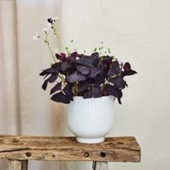 Oxalis House Plant In Ribbed Ceramic Pot -DUNELM Furniture Shop 30963586