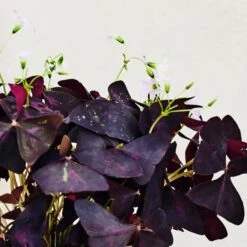 Oxalis House Plant In Ribbed Ceramic Pot -DUNELM Furniture Shop 30963586 alt01