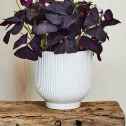 Oxalis House Plant In Ribbed Ceramic Pot -DUNELM Furniture Shop 30963586 alt03