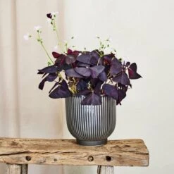 Oxalis House Plant In Ribbed Ceramic Pot -DUNELM Furniture Shop 30963587