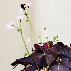 Oxalis House Plant In Ribbed Ceramic Pot -DUNELM Furniture Shop 30963587 alt02