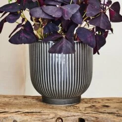 Oxalis House Plant In Ribbed Ceramic Pot -DUNELM Furniture Shop 30963587 alt03