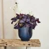Oxalis House Plant In Ribbed Ceramic Pot -DUNELM Furniture Shop 30963588