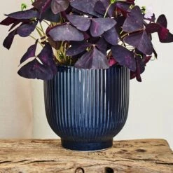 Oxalis House Plant In Ribbed Ceramic Pot -DUNELM Furniture Shop 30963588 alt03