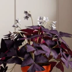 Oxalis House Plant In Capri Pot -DUNELM Furniture Shop 30963589 alt01