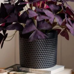 Oxalis House Plant In Capri Pot -DUNELM Furniture Shop 30963590 alt02