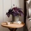 Oxalis House Plant In Capri Pot -DUNELM Furniture Shop 30963591