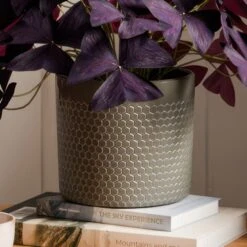 Oxalis House Plant In Capri Pot -DUNELM Furniture Shop 30963591 alt02