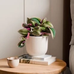 Tradescantia Nanouk House Plant In Elho Vibes Pot -DUNELM Furniture Shop 30963597