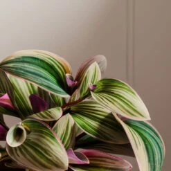 Tradescantia Nanouk House Plant In Elho Vibes Pot -DUNELM Furniture Shop 30963597 alt01