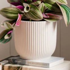 Tradescantia Nanouk House Plant In Elho Vibes Pot -DUNELM Furniture Shop 30963597 alt02