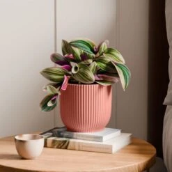 Tradescantia Nanouk House Plant In Elho Vibes Pot -DUNELM Furniture Shop 30963599