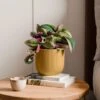 Tradescantia Nanouk House Plant In Elho Vibes Pot -DUNELM Furniture Shop 30963600