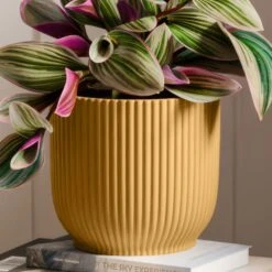 Tradescantia Nanouk House Plant In Elho Vibes Pot -DUNELM Furniture Shop 30963600 alt02